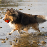 Dog with Bionic Ball Dog Toy