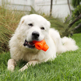 Dog Holding Bionic Treat Star Dog Toy