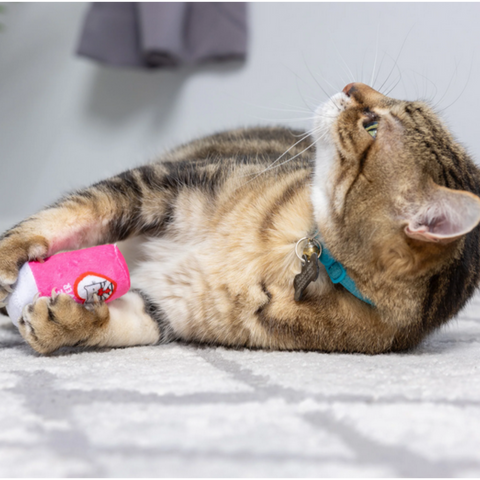 Cat playing with First Lick and Coffee Plush Valentines for Cats