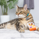 Cat with GoFish Cheddar Plush Cat Toy